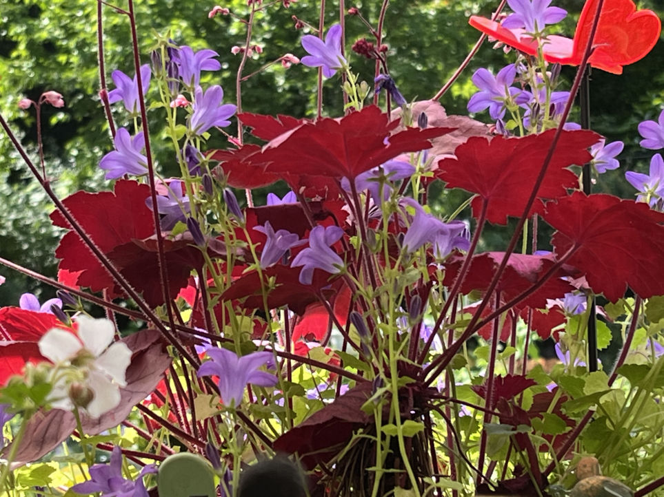 Rote Heucherablätter und Glockenblumenblüten von unten betrachtet