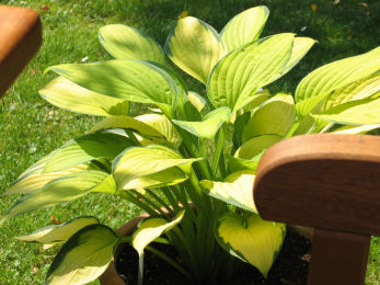 Hosta Gold Standard